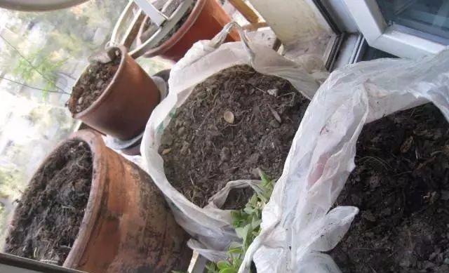 什么地方有黑蚯蚓 3ae331e568e24416a2d06707e72f5fe8.jpeg