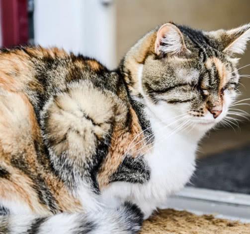 猫咪不洗澡会很脏 猫咪哪些情况需要洗澡 一定要定期洗澡吗 毛发