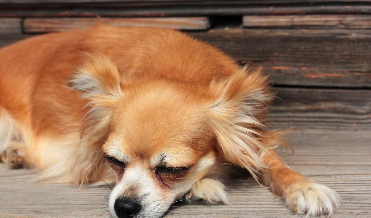 怎么看小狗性格好不好 84259d7d66d1434a90dffaab4a71aa1c.jpeg