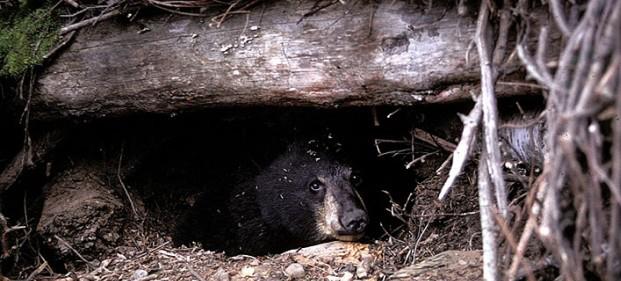 为什么食肉动物不吃冬眠的熊 冬眠的母熊真的会生宝宝吗 生产