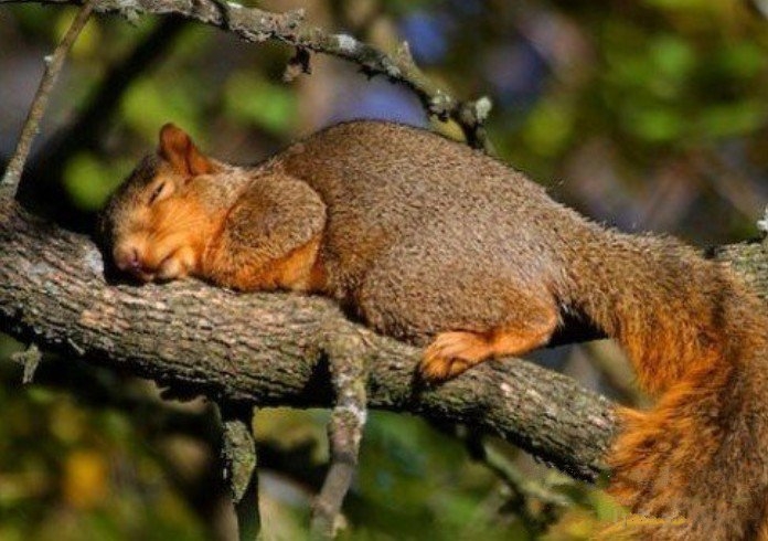 动物是怎么睡觉休息的