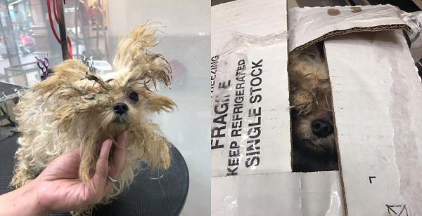 小欧|桃园妈带孩子弃养9年狗 美容师叹:它很亲人