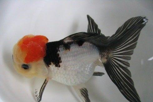 品鉴你真的了解狮头金鱼吗 狮子头