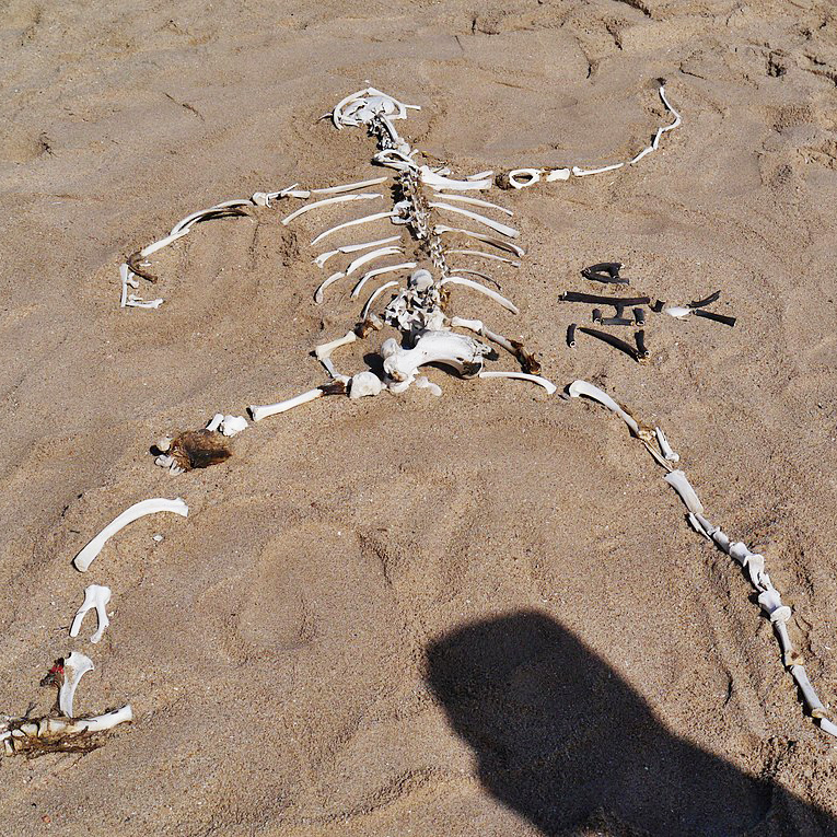 德国,终于承认了 | 地球知识局_沙漠