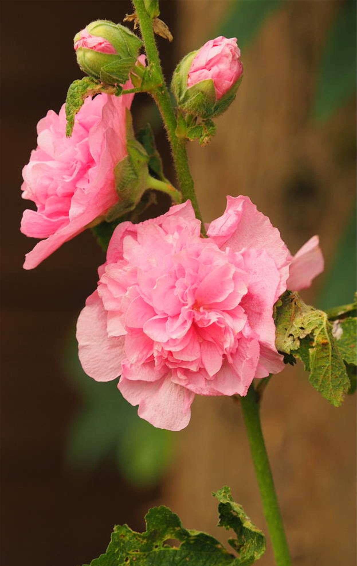 农村很常见的蜀葵,现在变成盆栽中的香饽饽,只因好养花量大