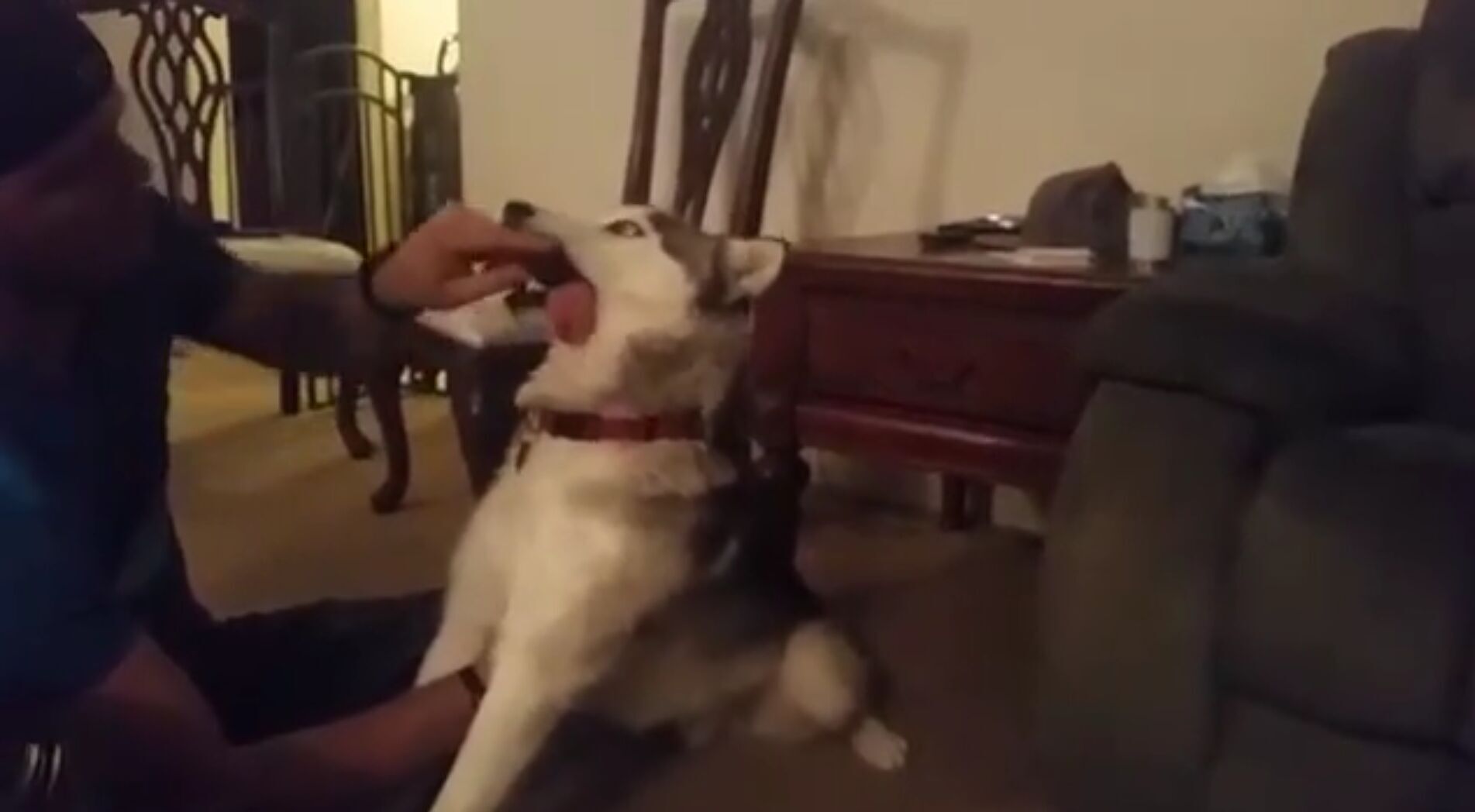 贪吃哈士奇误食大麻花卷 抽搐的样子看得主人好心疼 狗狗