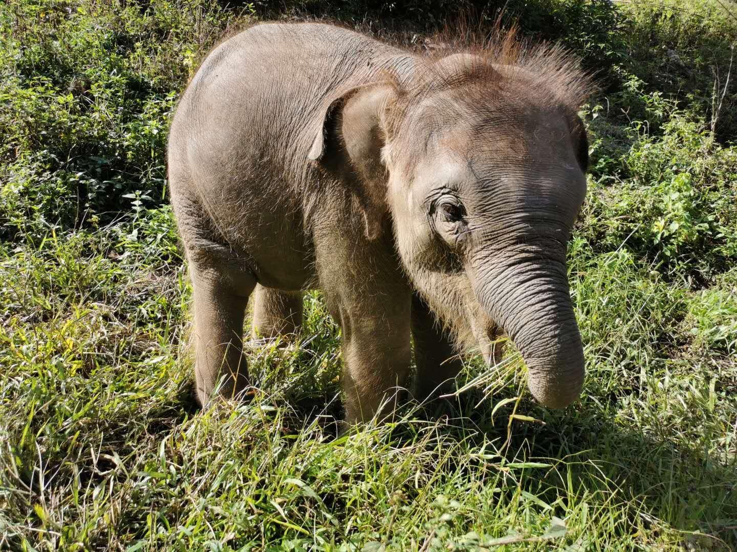 公象未归,象群继续一路向北,橡胶林并非迁徙主因,实为种群扩散