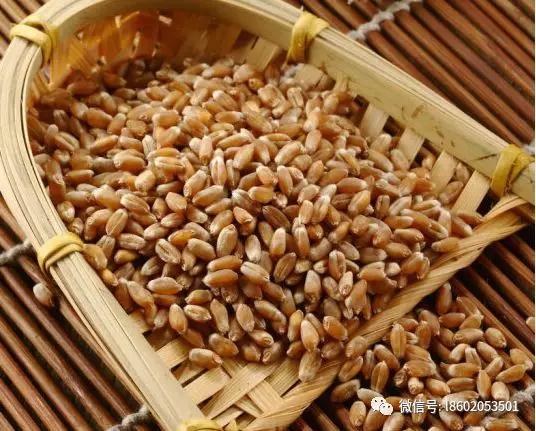 小麦|大麦 酿酒起什么作用