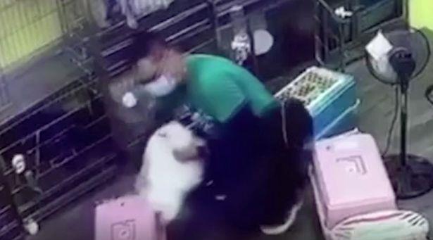 宠物男子用拖鞋打死一贵宾犬仅因其吠叫。将面临2年监禁和50万罚款！