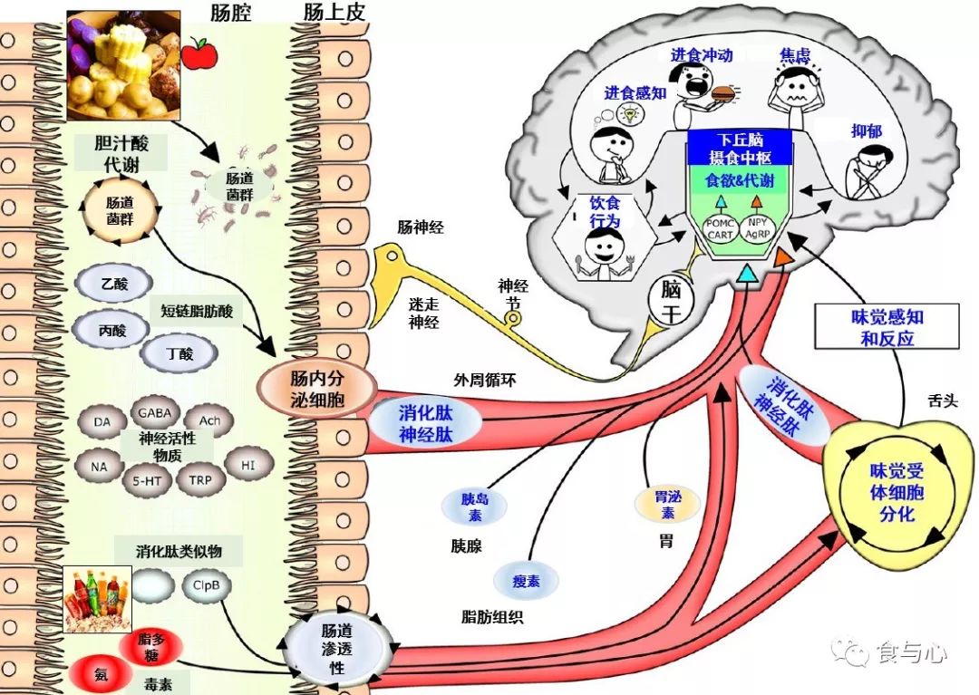 肠漏，你必须知道的热知识8：厌食症、酒精成瘾和食物成瘾_搜狐网