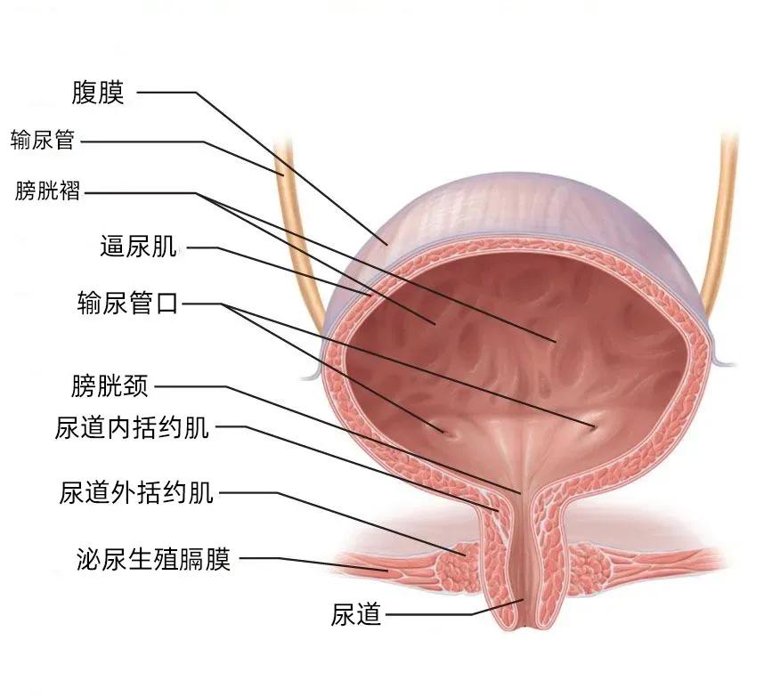男性尿道膜部图片