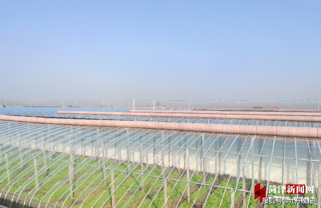 郓城县侯咽集镇八里湾村:一根黄瓜鼓起村民"钱袋子"