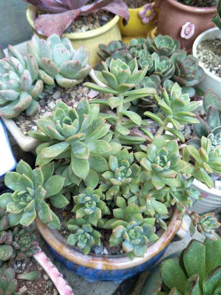 新手多肉入坑 752fe4e1a4a349b085152f50991fe5b8.jpeg