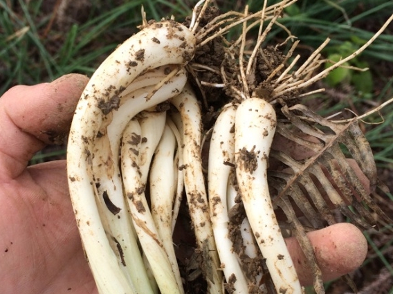 农村一种植物像大蒜 却是一种令人垂涎的美味 也被誉为菜中灵芝 食欲