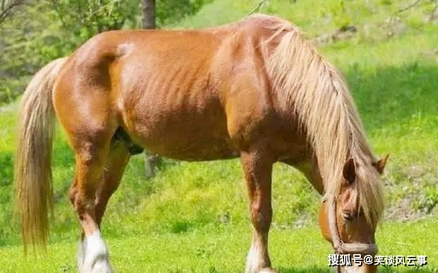 原创
人们常说“好马不吃回头草”,你可知它的后半句才是经典?
