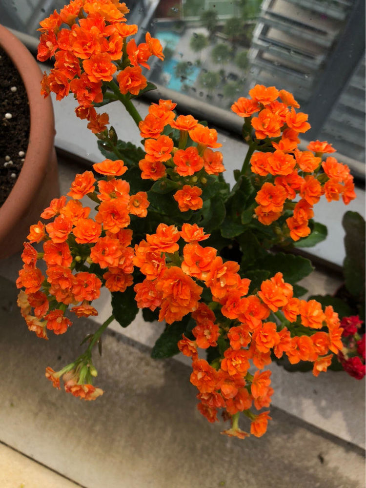 原创光照太久也会影响开花,到了晚上就遮光,长寿开花成瀑布