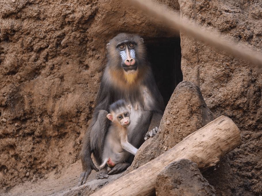 世界上最大的猴子山魈图片