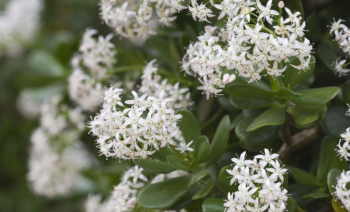 玉树有这个症状恭喜你可以欣赏到真正的玉树琼花