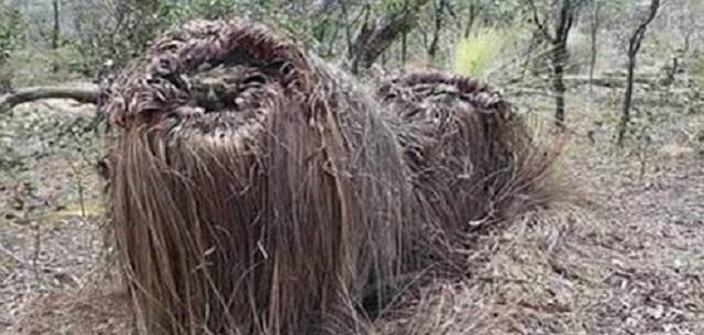 神奇植物''食羊树''：温度到40度便会自燃，羊群接近意味着死亡_环境