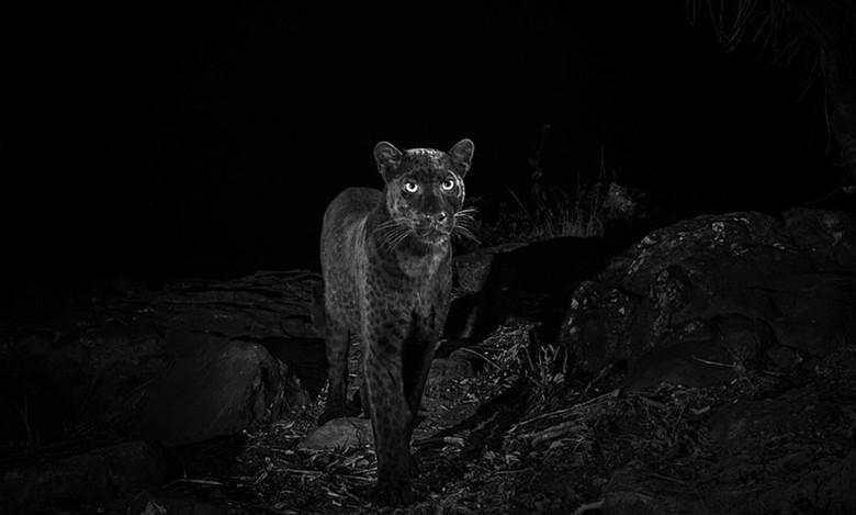 百年来人类首次在非洲拍摄到黑豹，网友调侃：申公豹就笑了_黑色