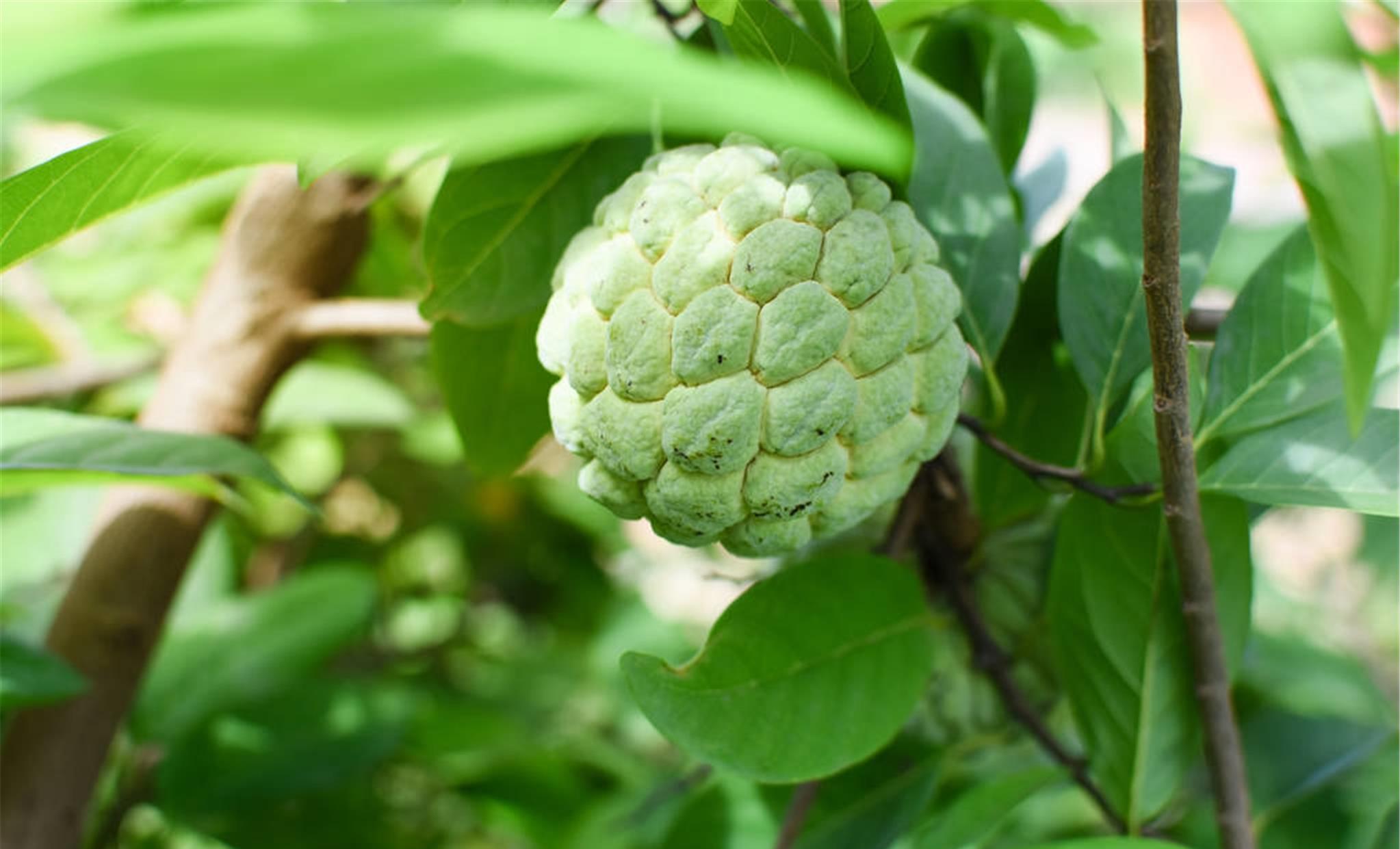 有院子就种棵佛陀果,挂果时很漂亮,味道比荔枝还甜