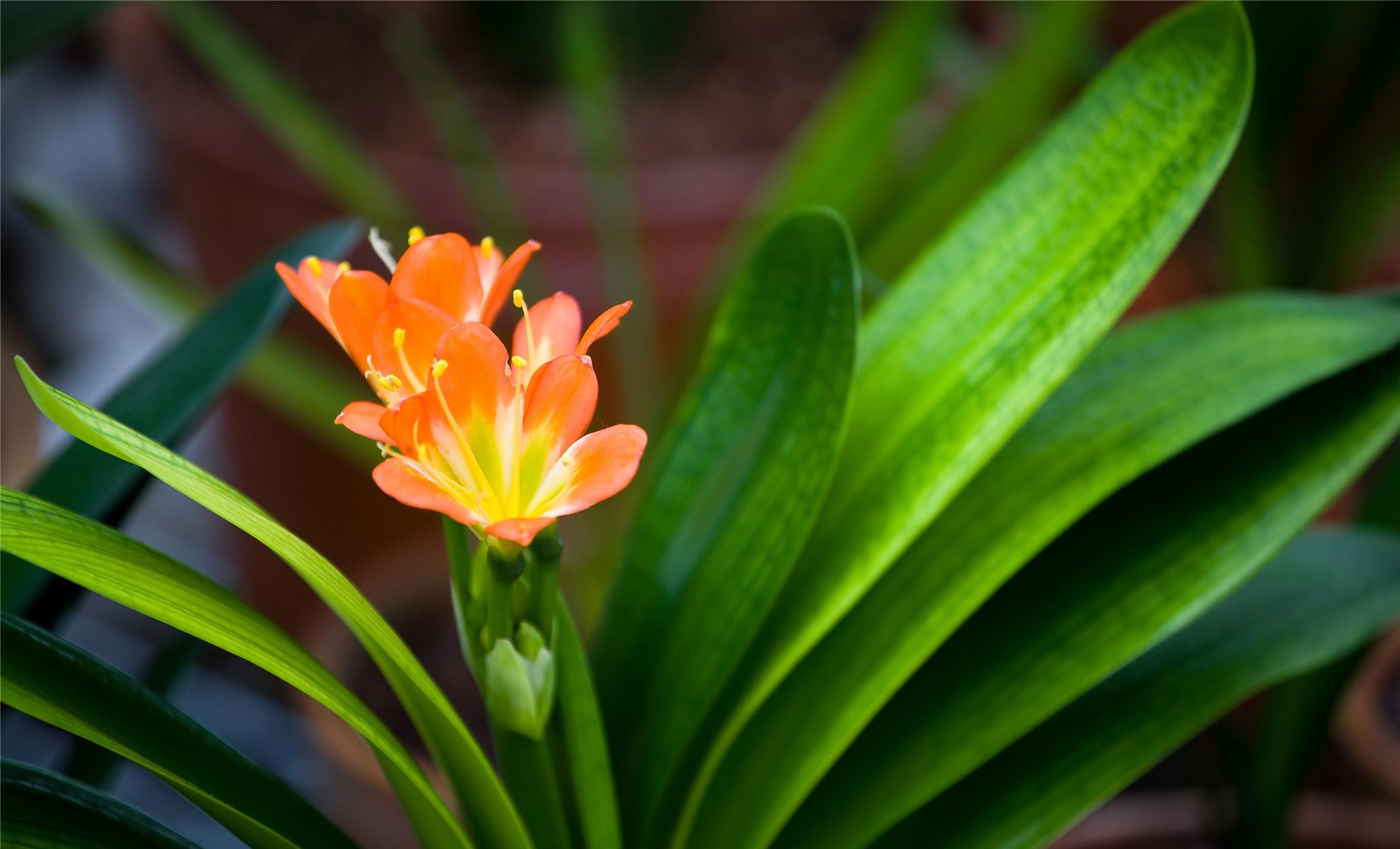 让君子兰开好花的钥匙就握在你手里它的构造很简单