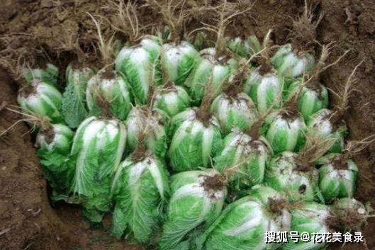 什么时间种白菜最适宜 27f02694e08e40b08c1884095a780a39.jpeg