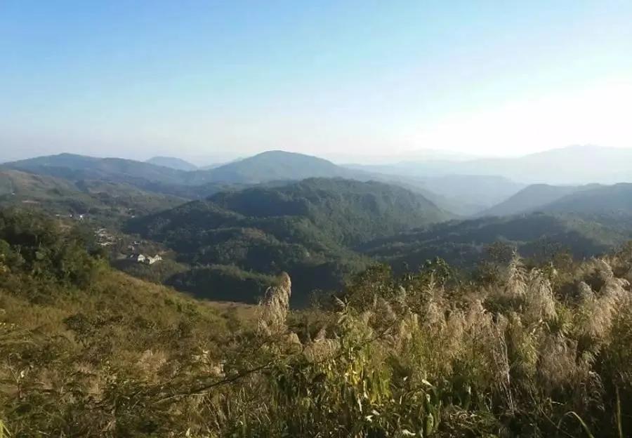 干货分享普洱古茶山之革登古茶山