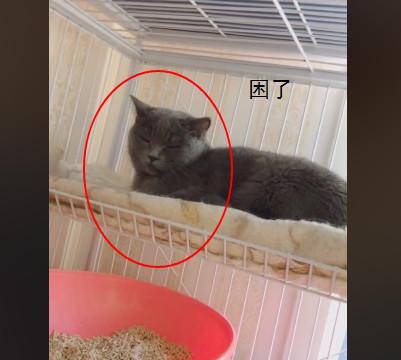 英短生完孩子不負責任，溫順金毛主動承擔，主人怒罵英短 萌趣萌寵 第3张