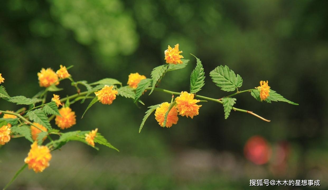 6月的真情入耳 桃花逆袭 存有思念 再爱一回 对方