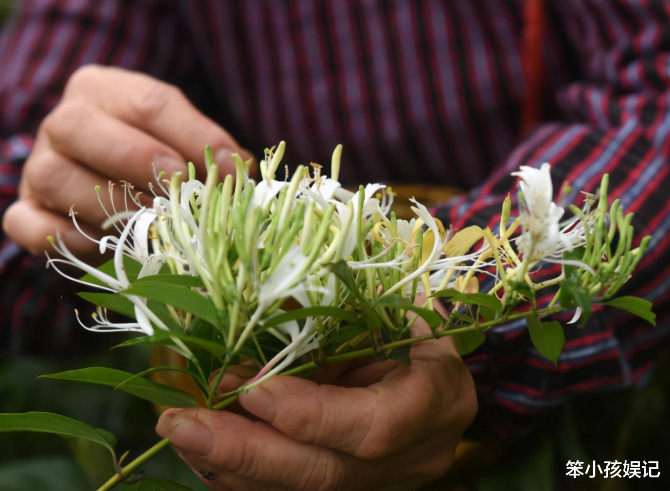 5月采摘金银花 挑 花苞 还是 花朵 区别很大 不懂别乱摘 时候