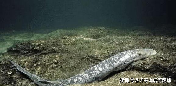 它 吃肉吸血 横行了3亿年 躲过了大灭绝 却没躲过中国吃货 子鱼