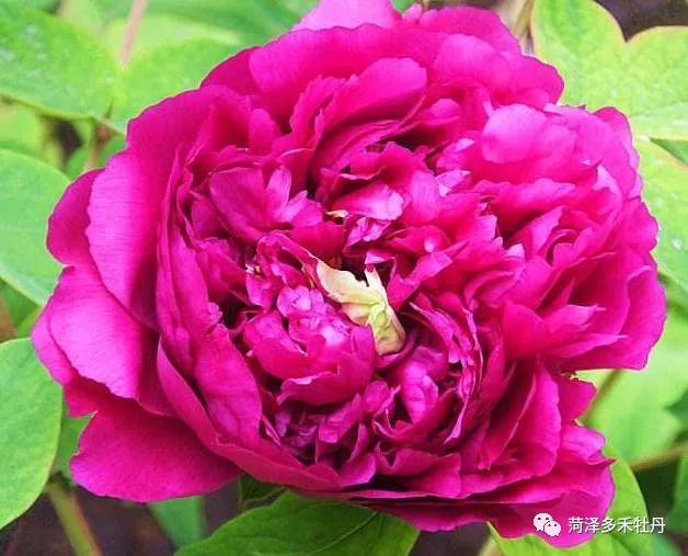 观赏牡丹品种介绍 青龙卧墨池 紫色 观赏牡丹品种介绍 青龙卧墨池 紫色