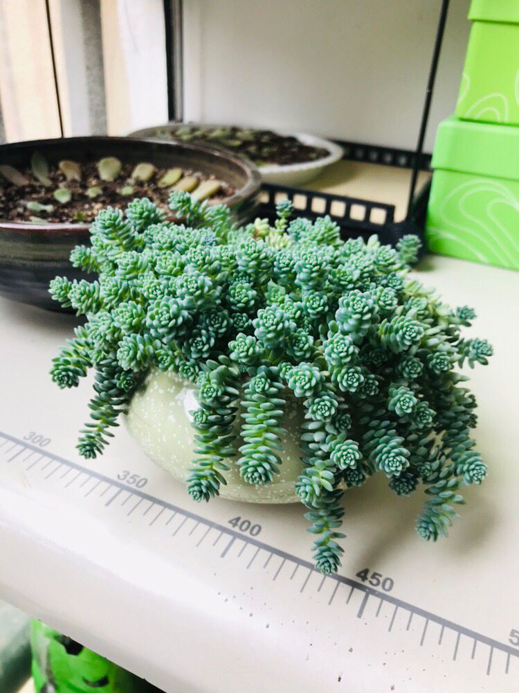 如果说自己养的姬星美人已经徒长了,那其实也是可以救回来的.