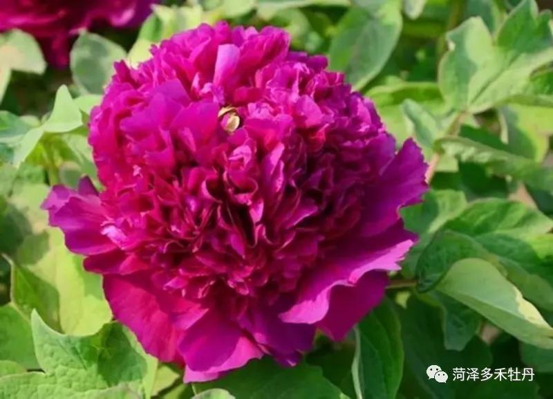 观赏牡丹品种介绍-首案红牡丹_搜狐网