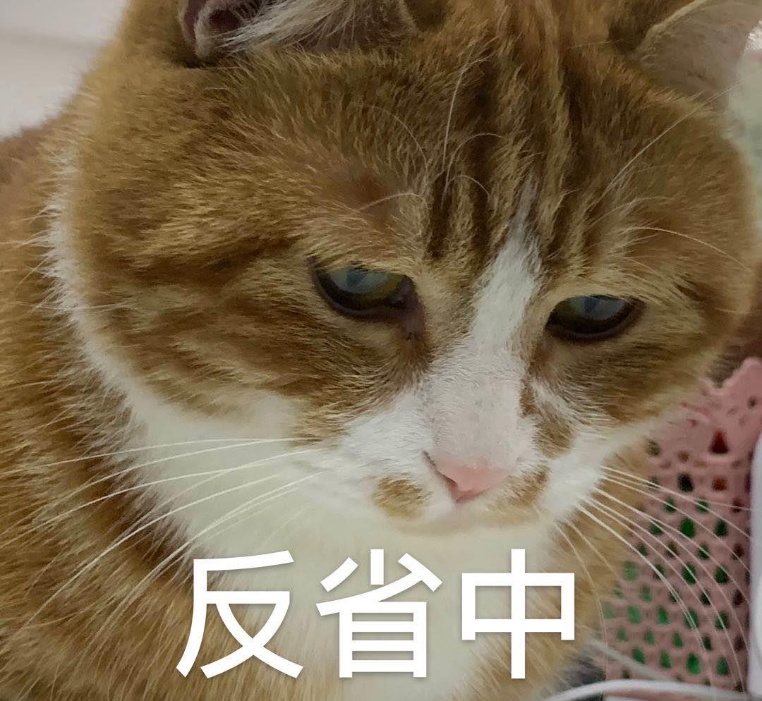 宠物猫掉毛怎么回事 ab3c1d15ce65411499e22a3f43d2d318.jpeg