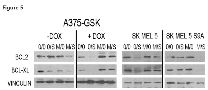 大瓜哈佛教授被抓学术不端把样品重复使用2篇顶刊已经被撤稿