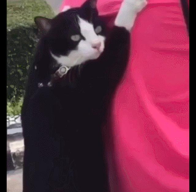 网友骑车带猫咪去玩 它用爪子紧紧抓住他后背 都有血印子了吧 时候