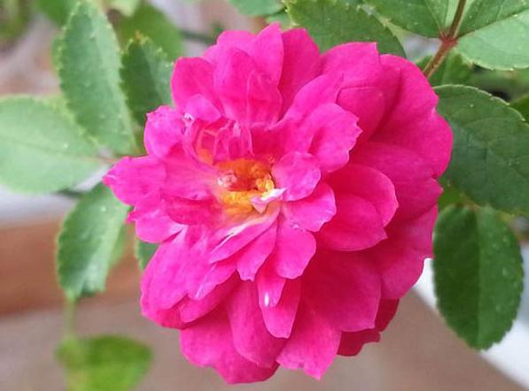 67此月季甜甜蜜蜜花色鲜艳如少女花香持久易爆盆阳台必备