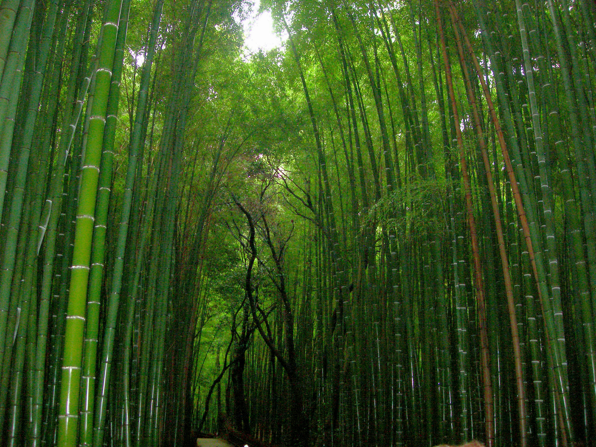 各种竹子图片山水风景图片
