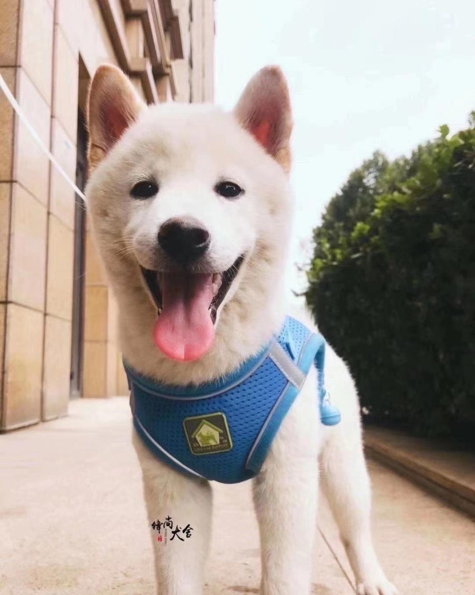 进入发情期该怎么办 柴犬繁殖能力知多少 排卵