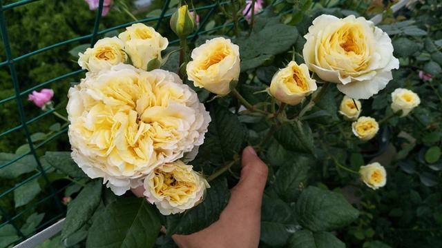 月季花怎么养得壮 b99c0907b8e041ecbfaed6b49c9b9b55.jpeg
