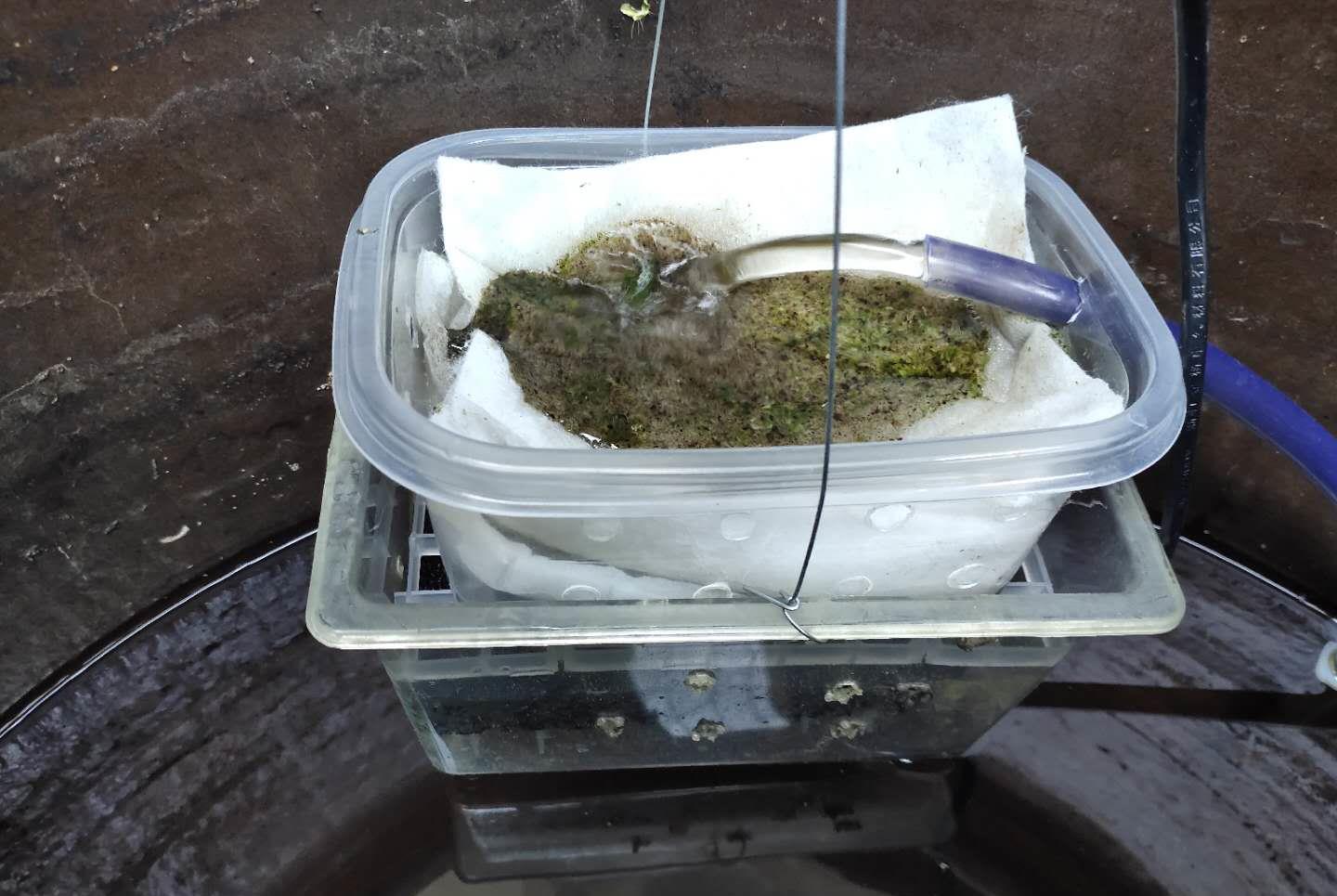 给蝶尾金鱼做个小过滤 半天扫除杂质 古法养鱼为什么要加过滤 青苔