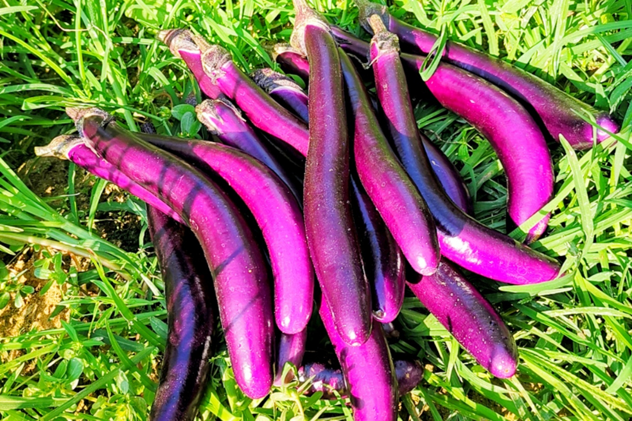 原创茄子弯的还是直的好很多人不懂菜贩教你3个挑茄技巧