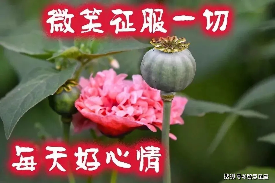 原创6月16日夏季群发微信早上好最新唯美表情包好看的早上好祝福语