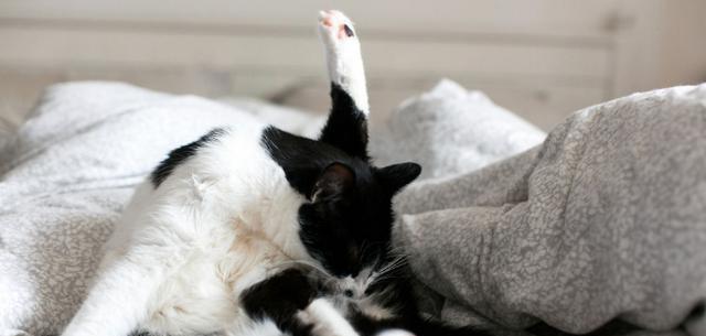 猫放屁多是什么原因 fa6d18b2fba94e6b959c09cb9899fee4.jpeg