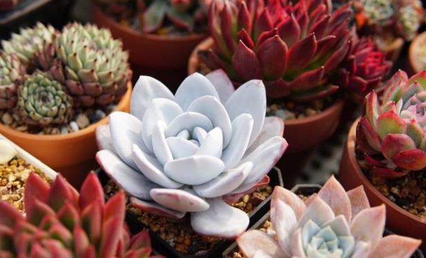 多肉怎么长粗壮 8e3749212d7c4c38b2c85cd901325be7.jpeg