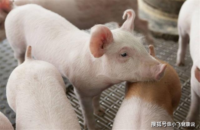 猪价行情不好 01be185585e64cdea88e486454a13dda.jpeg