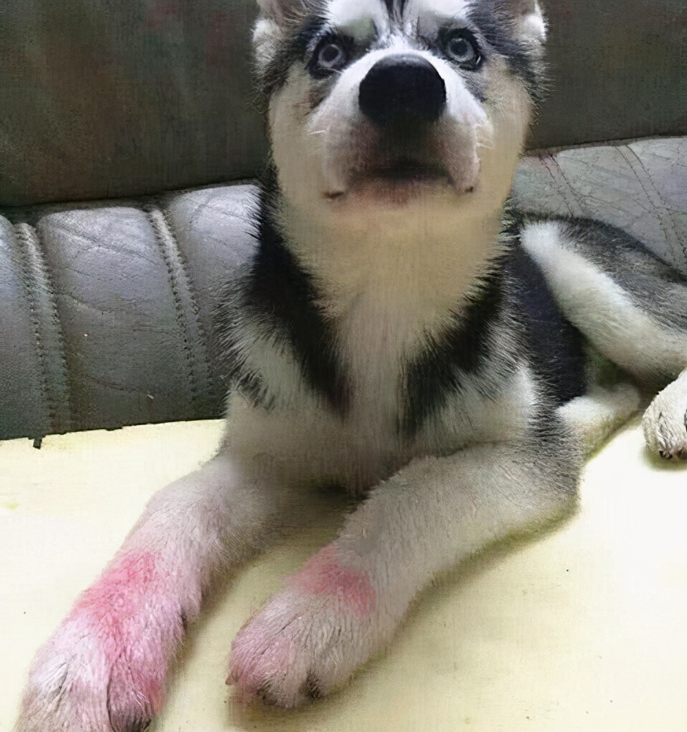 那些年,"二哈"闯过的祸,比你吃过的盐还多_哈士奇