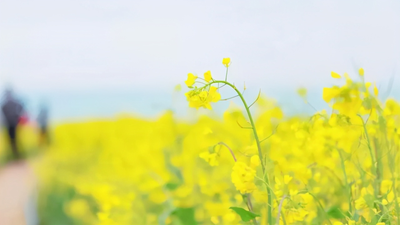 男人30一枝花40是什么男人三十一枝花下一句 自媒体热点